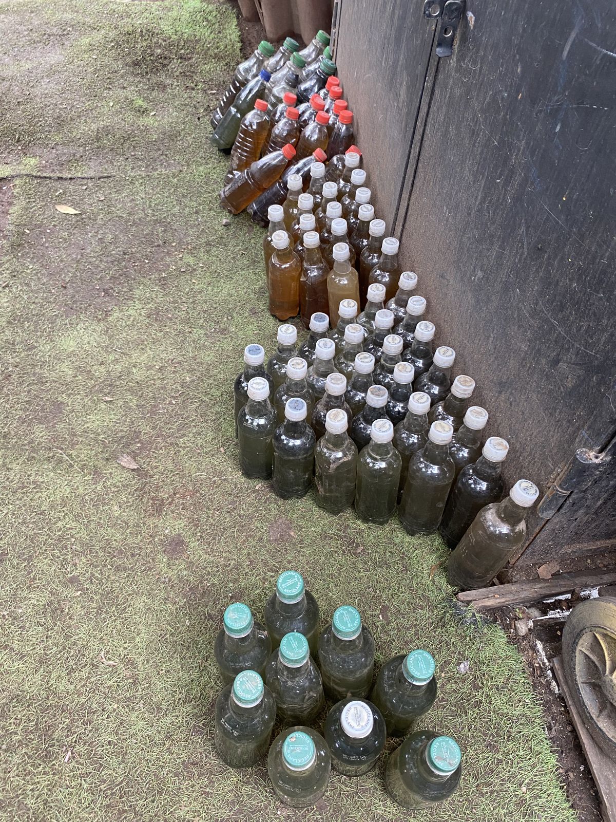 Decenas de botellas con fermentos de distintos tonos, ordenadas contra un muro de madera sobre pasto.